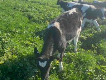 Friesian bull calves