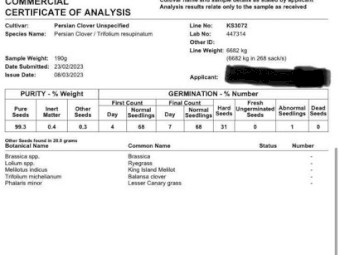 Kyambro Persian Clover