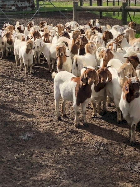 110 Pure Maiden Boer Does