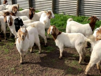 110 Pure Maiden Boer Does