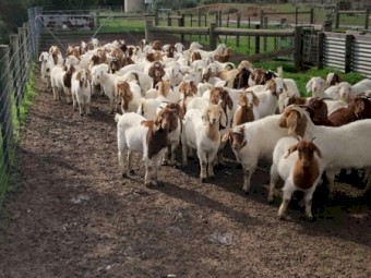 110 Pure Maiden Boer Does