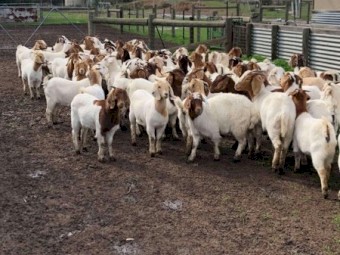 110 Pure Maiden Boer Does