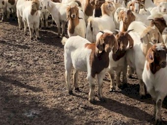 110 Pure Maiden Boer Does