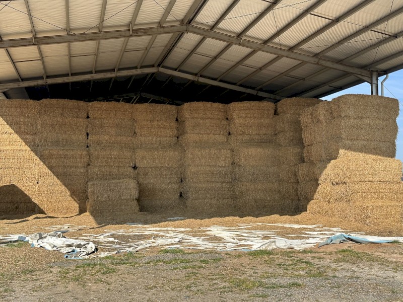 Barley Header Tailings