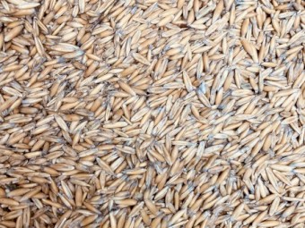 10t Yarran Feed Oats