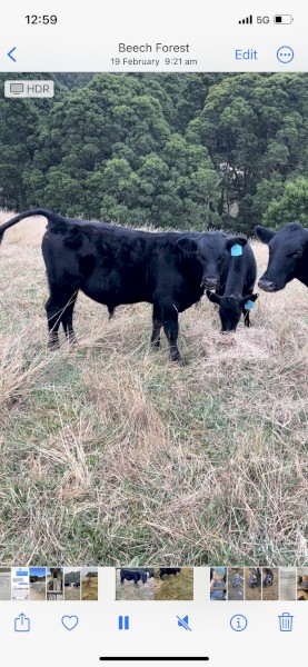 WANTED Lease Ground for Cattle