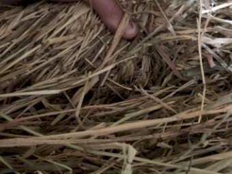 Oaten Hay 5x4 Round Bales