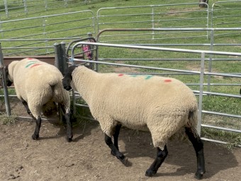 18 x Stud Suffolk Rams