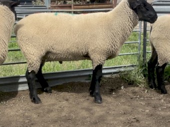 18 x Stud Suffolk Rams