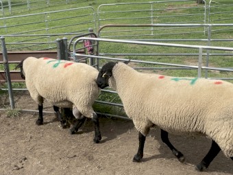 18 x Stud Suffolk Rams