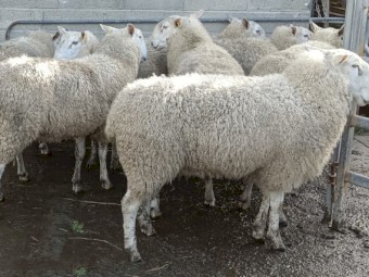 Border Leicester Rams