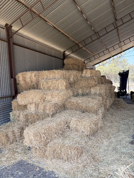 Wheaten Hay Small Square Bales