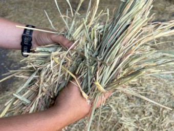 Wheaten Hay Small Square Bales