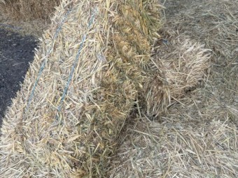 Wheaten Hay Small Square Bales