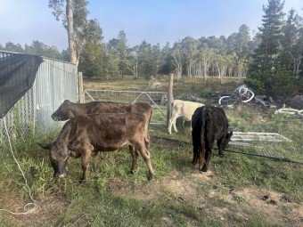 Square Meater Heifers and Galloway Bull