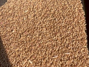 20mt Sheriff CL Wheat