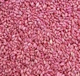 40mt Scepter Wheat Seed