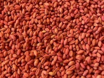 40mt Scepter Wheat Seed