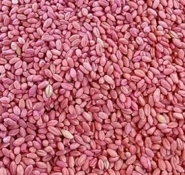 40mt Scepter Wheat Seed