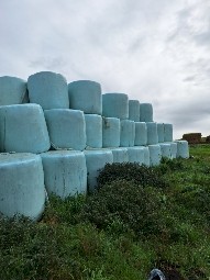 150 x Rye Grass Silage Rolls