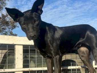 Homebrook Cruise - Started WKC registered Kelpie