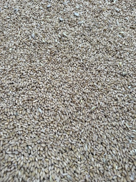 calibre wheat seed 