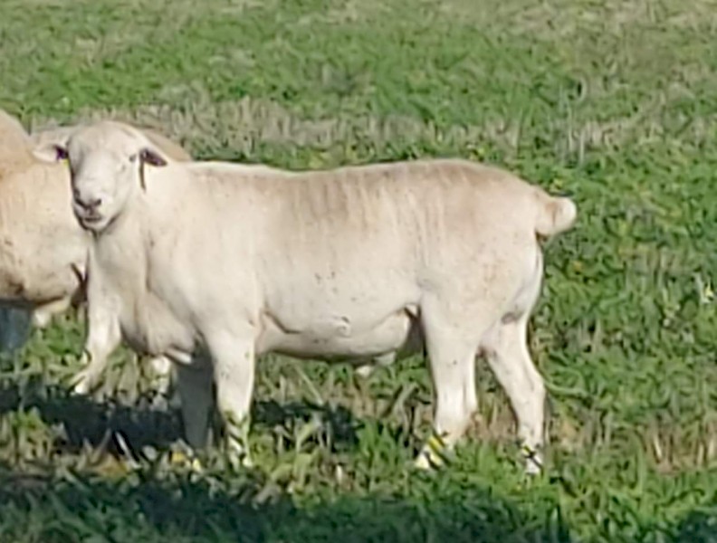 AUSTRALIAN WHITE COMMERCIAL RAM