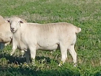 AUSTRALIAN WHITE COMMERCIAL RAM
