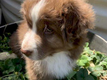 Australian Shepherd Purebred Red Tri female