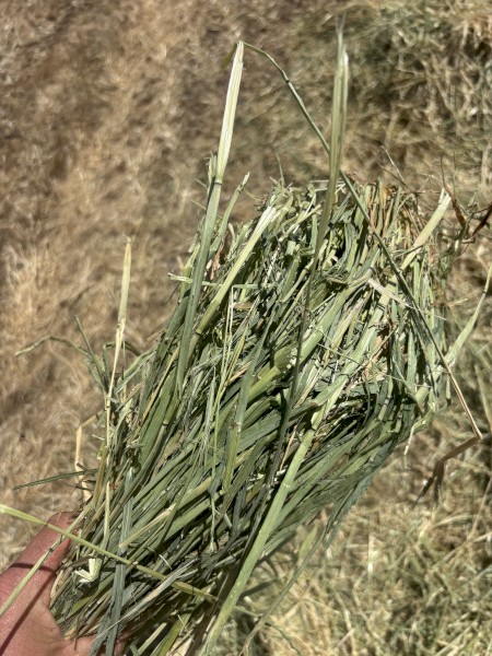 barley hay 