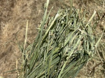 barley hay 