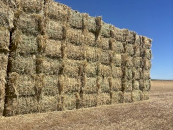 barley hay 