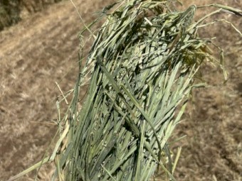 barley hay 