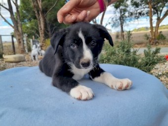 Purebred Border Collie Pups