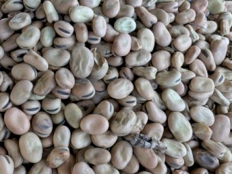 Amberley Faba Beans