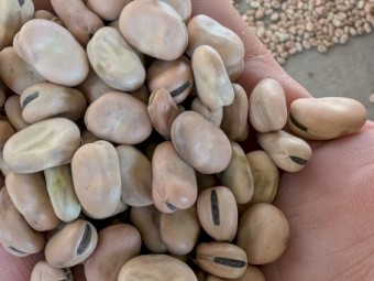 Amberley Faba Beans