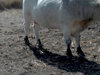 Speckle Park .Registered Bull. No GST