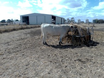 Speckle Park .Registered Bull. No GST