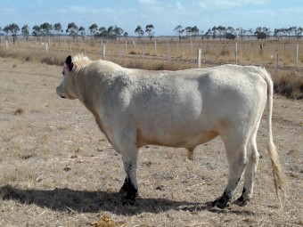 Speckle Park .Registered Bull. No GST