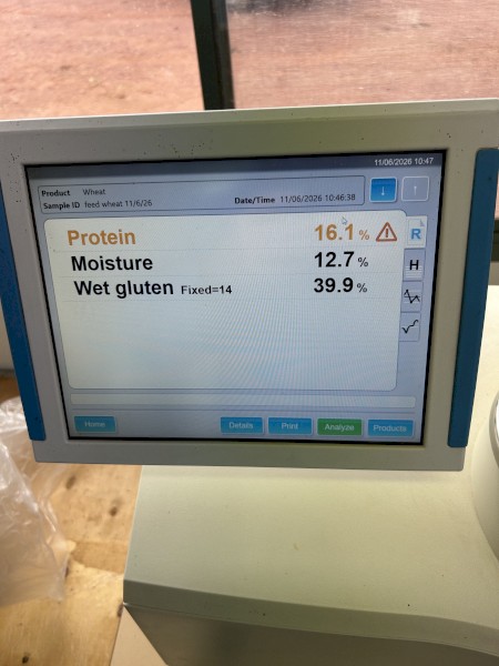 Feed wheat 