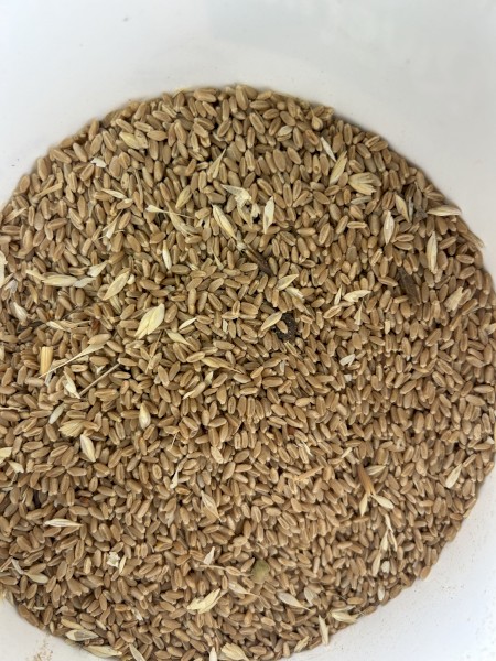 200mt Feed Wheat