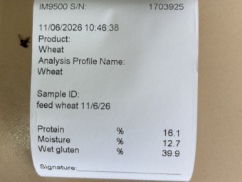 Feed wheat 