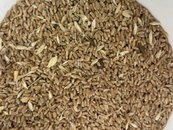 Feed wheat 