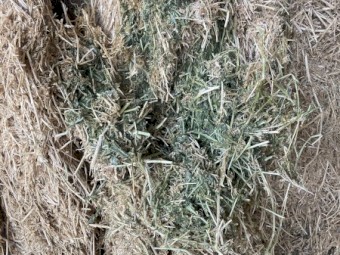 60 x Vetch Hay 8x4x3 Bales