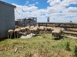 "Price Drop Must Go" Border Leicester Rams