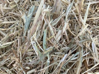 140mt Wheaten Hay with Balansa Clover 650-700kg 8x4x3 Bales