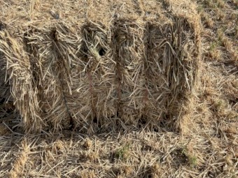 140mt Wheaten Hay with Balansa Clover 650-700kg 8x4x3 Bales