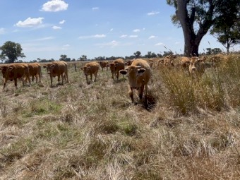 Full Blood Commercial Red Wagyu Mixed Age