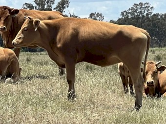 Full Blood Commercial Red Wagyu Mixed Age