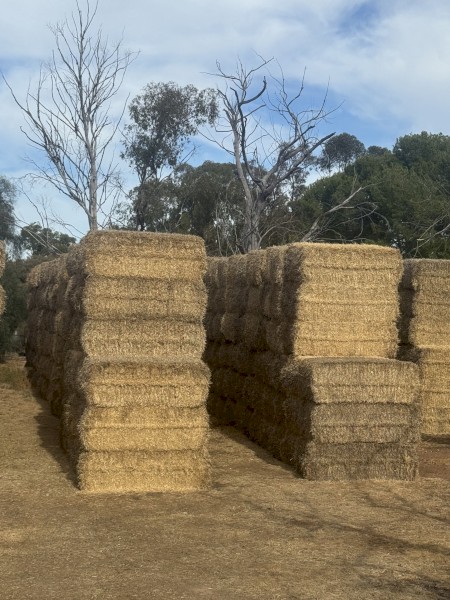 Barley Straw 8x4x3 Bales